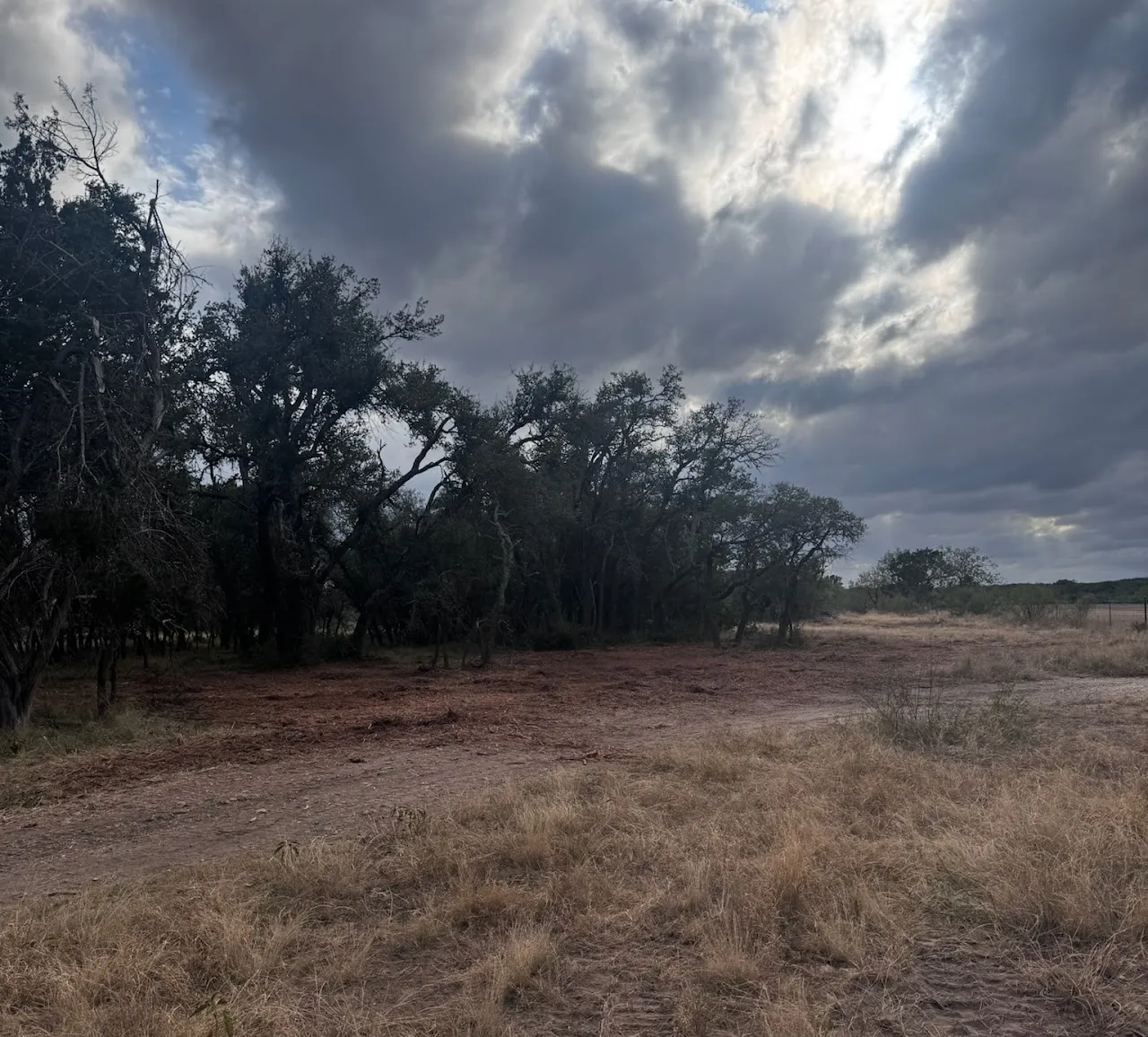 Cedar clearing project in Dripping Springs, Texas