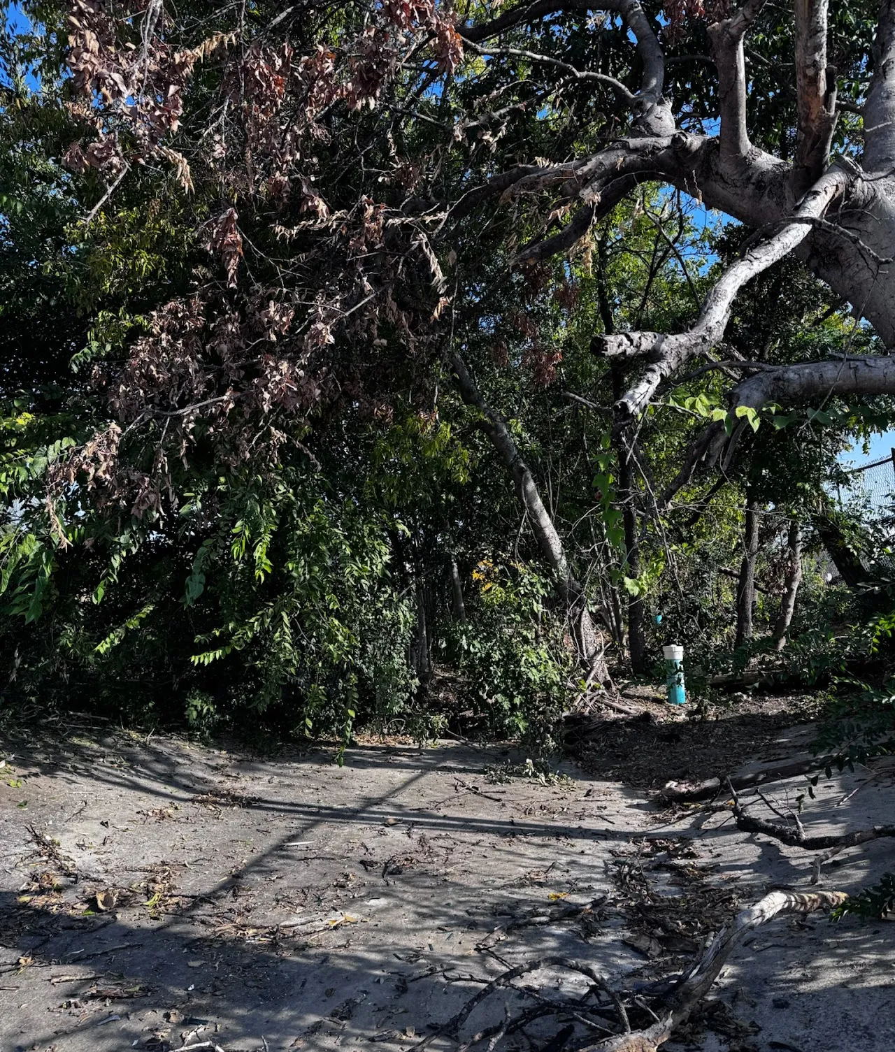Before land clearing - overgrown property in San Antonio, Texas